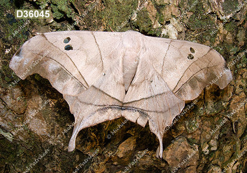 Dysdaemonia brasiliensis